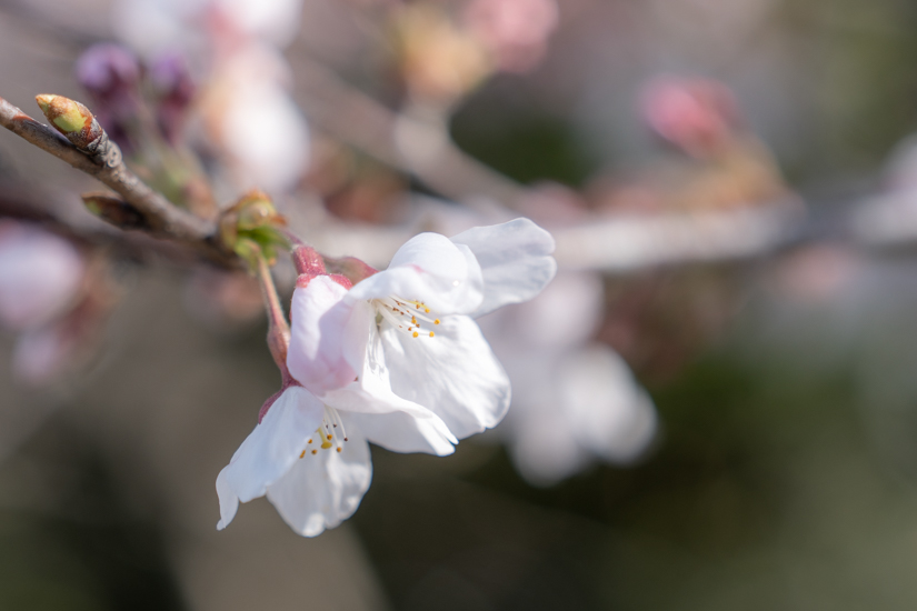 事務所近所の桜並木の桜